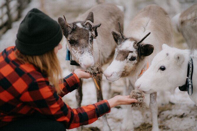 Arctic Reindeer Farm Experience with Snowshoeing in the Wild - Key highlights to know before you go