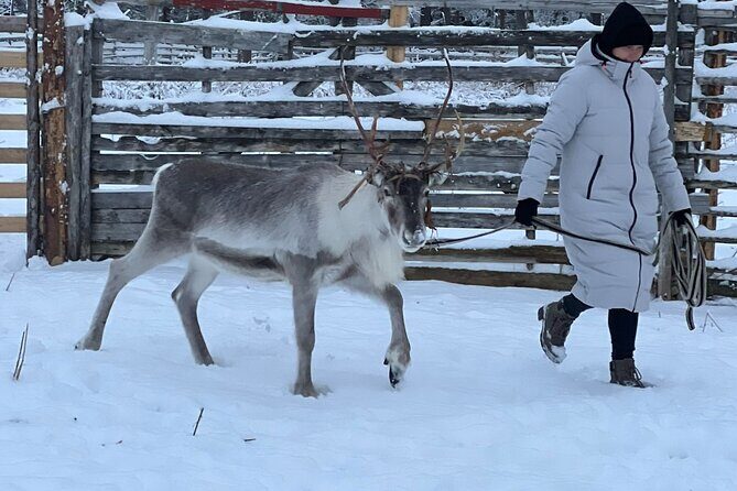 Arctic Reindeer Farm Experience with Snowshoeing in the Wild - Getting to the wilderness lake near Levi (and why the drive is part of it)