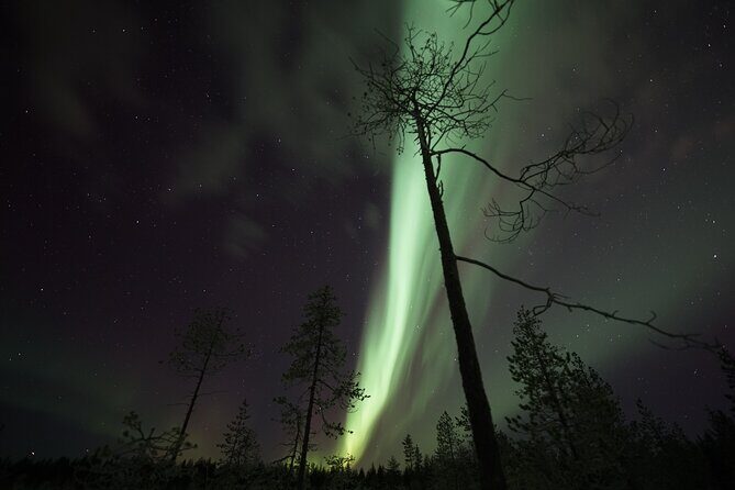 Aurora Borealis Picnic in Rovaniemi - How the Guides Improve Your Odds (Without Pretending They Can Control Weather)
