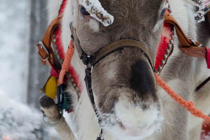 Authentic Reindeer Farm Experience in Rovaniemi - Key takeaways before you book