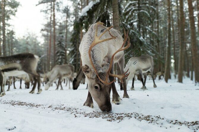 Authentic Reindeer Farm Experience in Rovaniemi - A 9:00 am reindeer feeding start outside Rovaniemi