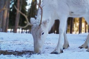Authentic Reindeer Farm Experience in Rovaniemi - Meet the herders and learn reindeer farming life
