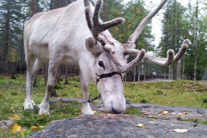 Authentic Reindeer Farm Experience in Rovaniemi - Small group size in action: why it changes the whole morning