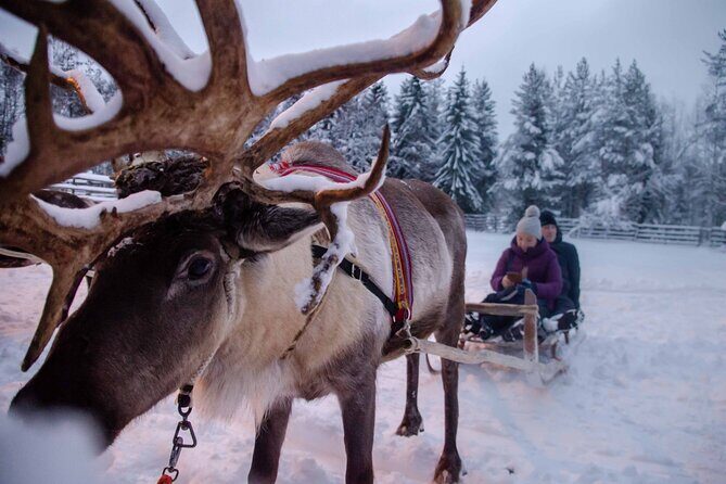 Authentic Reindeer Farm Experience in Rovaniemi - Who should choose this reindeer farm tour