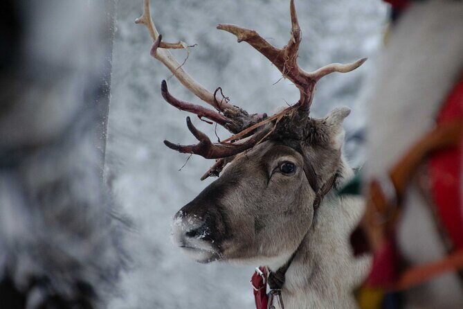Authentic Reindeer Farm Experience in Rovaniemi - Practical notes: weather, timing, and what to bring