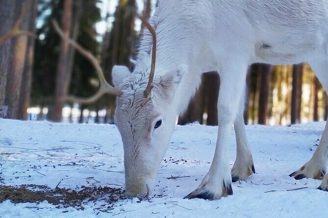 Authentic Reindeer Farm Experience in Rovaniemi - Meet the herders and learn reindeer farming life