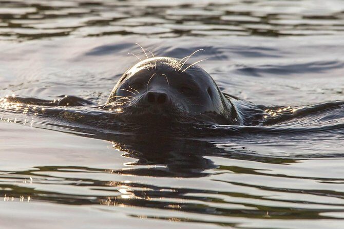 Cruise in Puumala by Lake Saimaa - Key things to know before you board