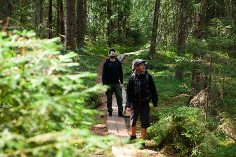 From Helsinki: Magical Taiga Hike in Liesjärvi National Park - The Walk Itself: Two Hours of Forest Silence