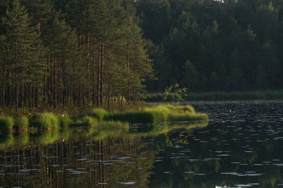 From Helsinki: Nuuksio National Park Half-Day Trip - Key things that make this trip worth your time