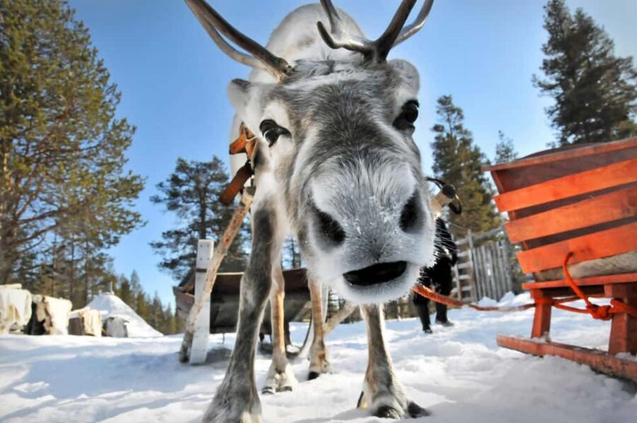 From Rovaniemi: Reindeer Farm Visit with Sleigh Ride - Key Moments That Make This Tour Worth It