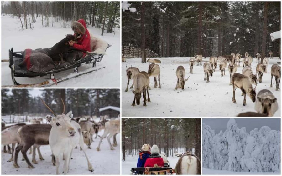 From Rovaniemi: Reindeer Farm Visit with Sleigh Ride - The Sleigh Ride: 400–500 Meters of Pure Winter Thrill