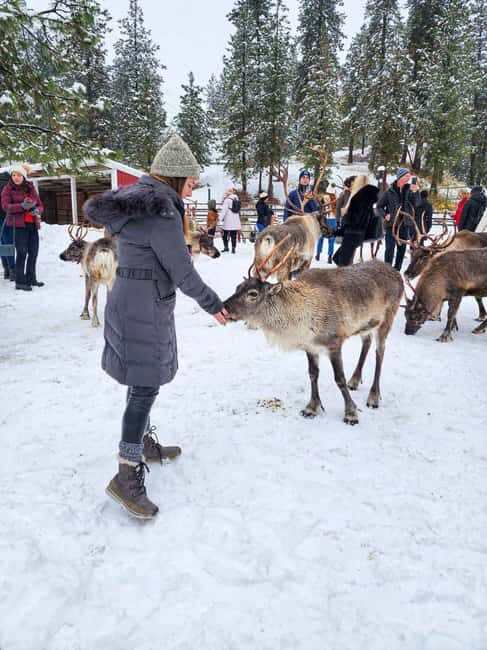 From Rovaniemi: Reindeer Farm Visit with Sleigh Ride - Kota Hut Stories and Warm Drinks: Where the Meaning Lands
