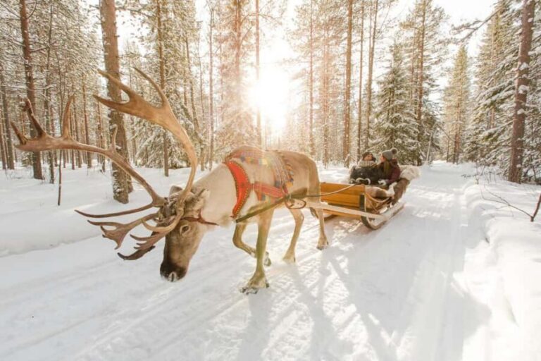 From Rovaniemi: Reindeer Farm Visit with Sleigh Ride - Feeding Reindeer in the Snow: Up-Close and Calm (If You Follow the Moment)