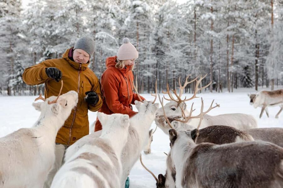 From Rovaniemi: Reindeer Farm Visit with Sleigh Ride - Should You Book This Reindeer Farm Visit?