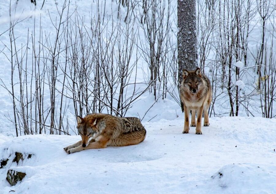 From Rovaniemi: Tour to Ranua Wildlife Park - Key things I’d want you to know before you go
