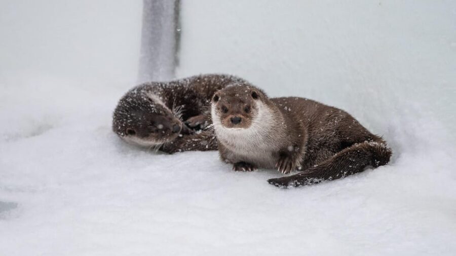From Rovaniemi: Tour to Ranua Wildlife Park - Rovaniemi to Ranua: the drive that sets the tone