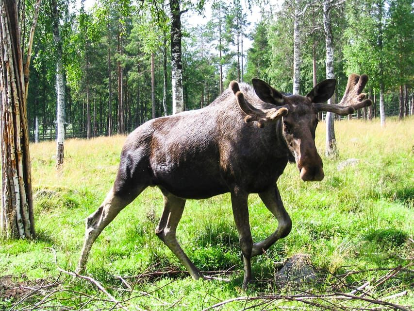 From Rovaniemi: Tour to Ranua Wildlife Park - Wandering the snowy forest: why the park walk is more than just scenery