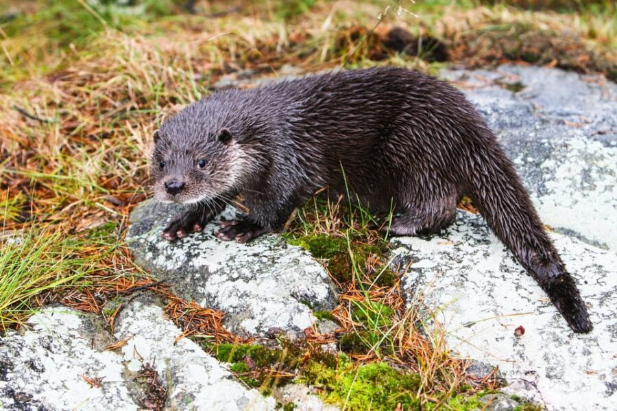 From Rovaniemi: Tour to Ranua Wildlife Park - Food, souvenirs, and the timing that keeps you comfortable