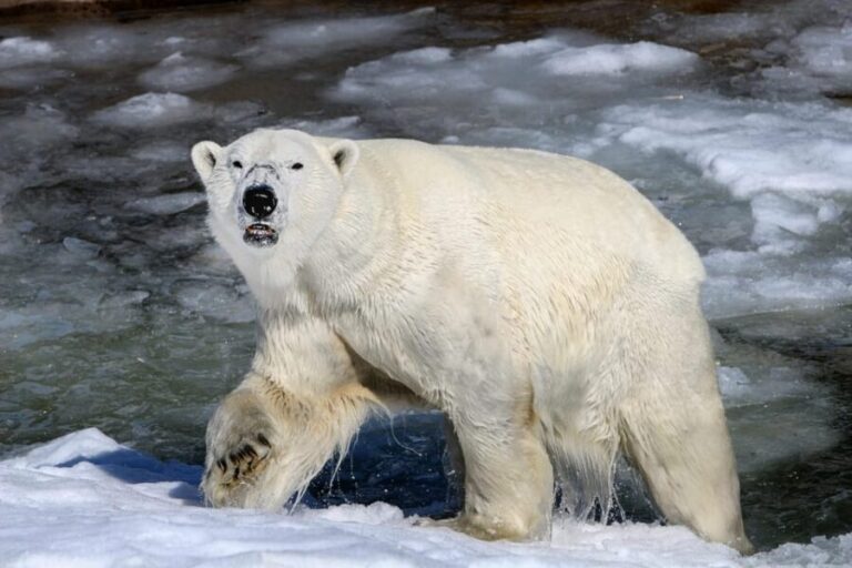 From Rovaniemi: Tour to Ranua Wildlife Park - Getting in fast: separate entrance and your guide on standby
