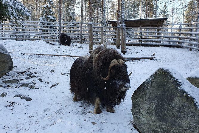 Guided Ranua Wildlife Park tour with Lunch, Small group adventure - Ranua Wildlife Park in Lapland: the half-day wildlife reality check