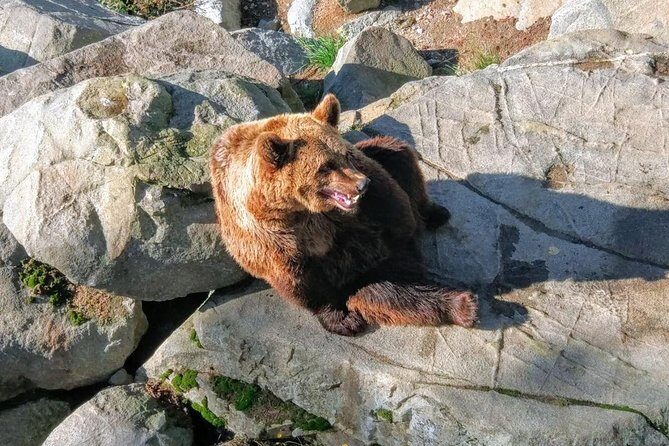 Guided Ranua Wildlife Park tour with Lunch, Small group adventure - Inside the park: polar bears, wolves, and the guide’s habitat story