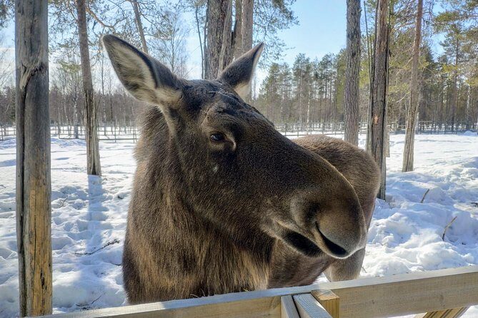 Guided Ranua Wildlife Park tour with Lunch, Small group adventure - Small-group pacing: why it helps in an Arctic forest
