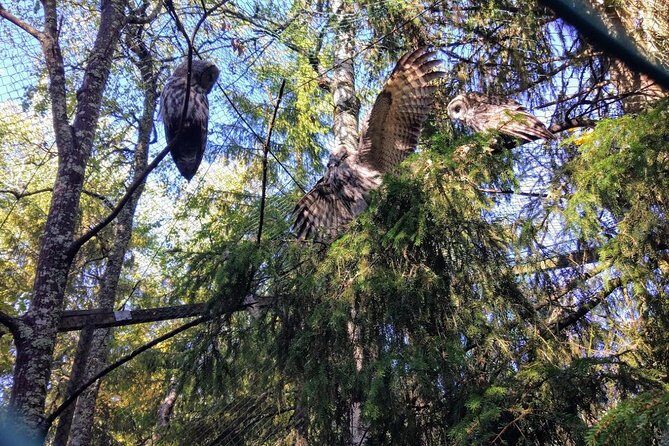 Guided Ranua Wildlife Park tour with Lunch, Small group adventure - Price and what you really get for $174.21