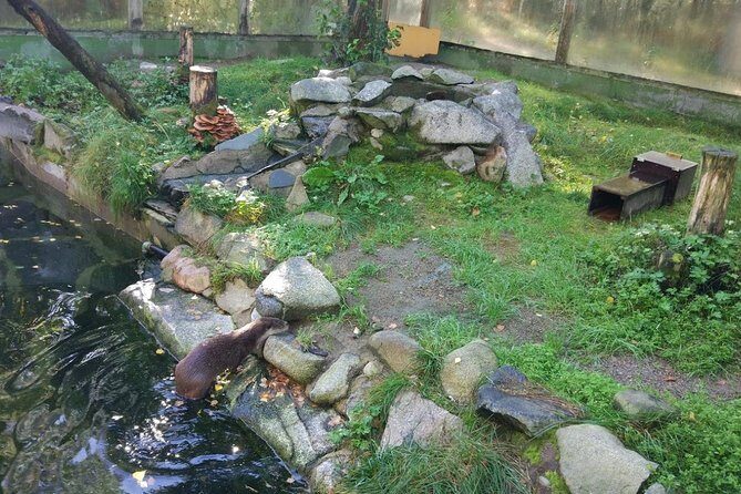 Guided Ranua Wildlife Park tour with Lunch, Small group adventure - Timing, weather, and when the day might change