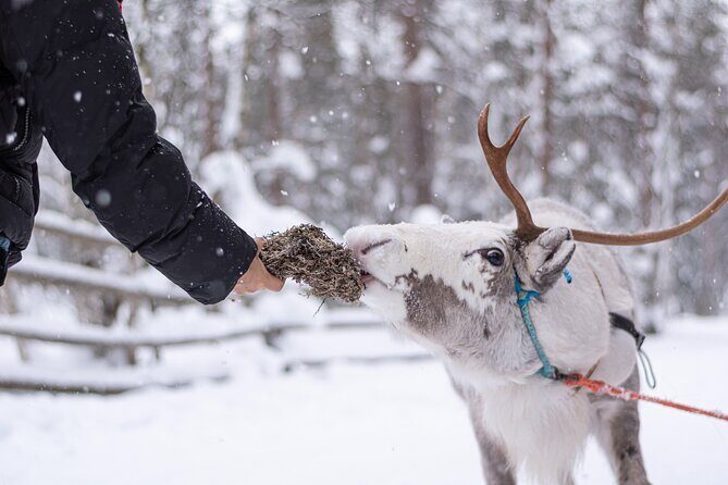 Half-Day Experience in Local reindeer farm in Lapland - Key highlights you’ll feel right away
