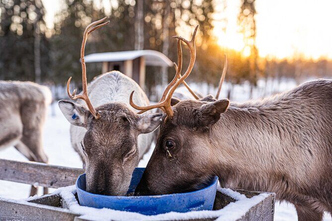 Half-Day Experience in Local reindeer farm in Lapland - Warm breaks matter: snacks, hot drinks, crepes or pancakes, and a cozy hut