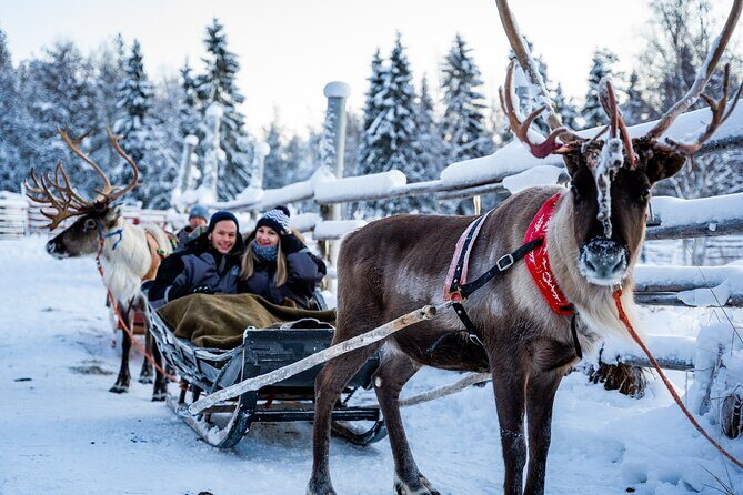 Half-Day Experience in Local reindeer farm in Lapland - Pickup, timing, and group size: the real logistics that affect comfort