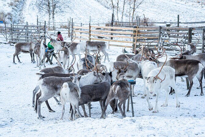 Half-Day Experience in Local reindeer farm in Lapland - Value check: is $205.15 worth it?