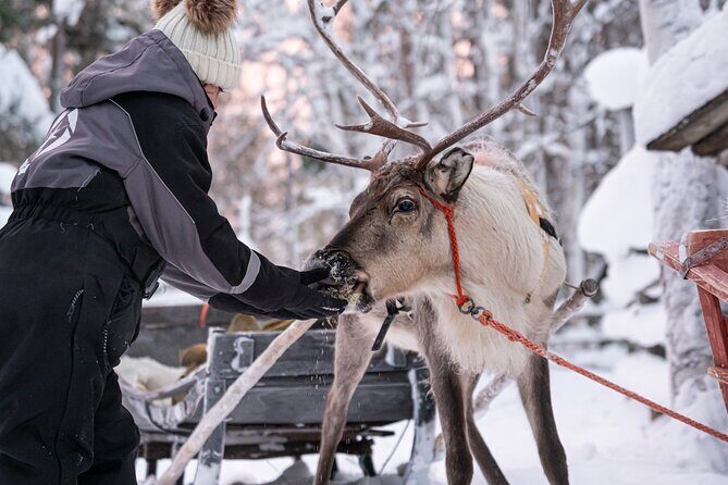 Half-Day Experience in Local reindeer farm in Lapland - Who this Lapland reindeer farm tour fits best