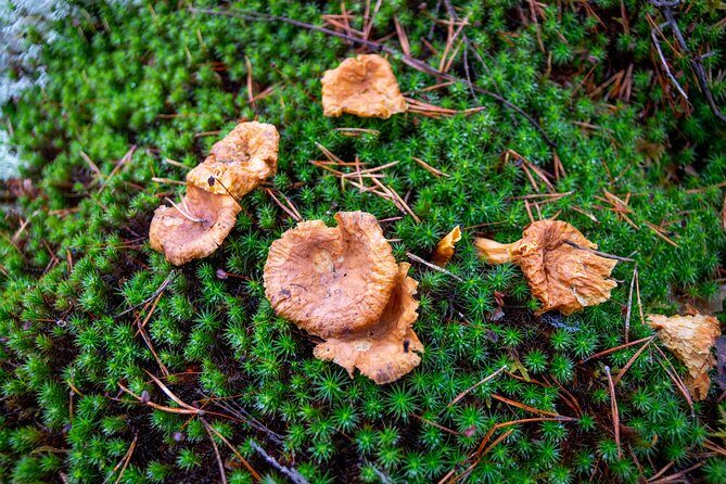 Helsinki: Nuuksio National park hiking with campfire lunch - Small group (max 8): pace you can actually enjoy