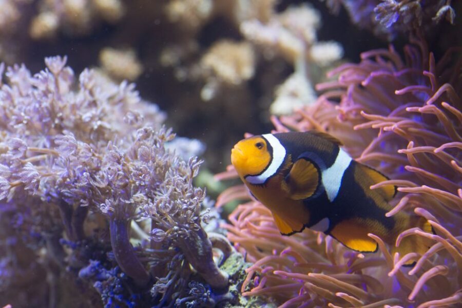 Helsinki: Sea Life Entrance Tickets - Key highlights worth your time