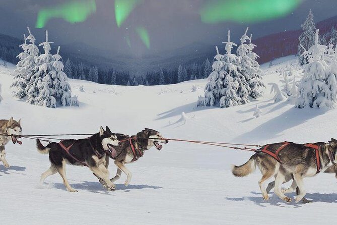 Hunting Northern Lights with Husky - Nordic Unique Travels pickup and when you should expect to leave