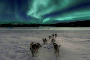 Hunting Northern Lights with Husky - The husky sleigh ride: dogs, seating, and what to expect in the cold