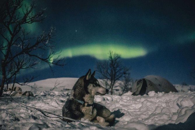 Hunting Northern Lights with Husky - Group size, timing, and why some nights feel rushed