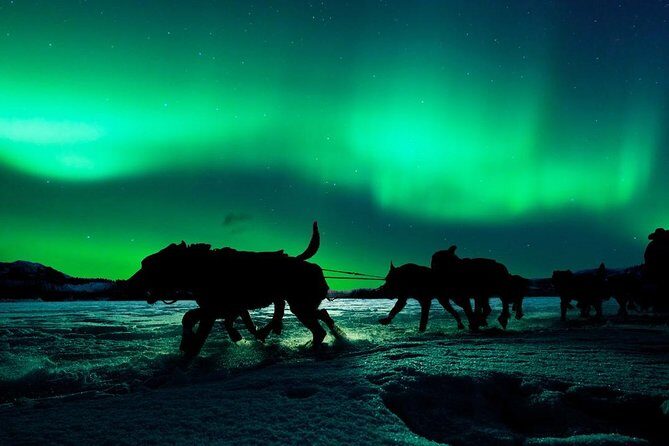 Hunting Northern Lights with Husky - Who should book this husky and Northern Lights tour?