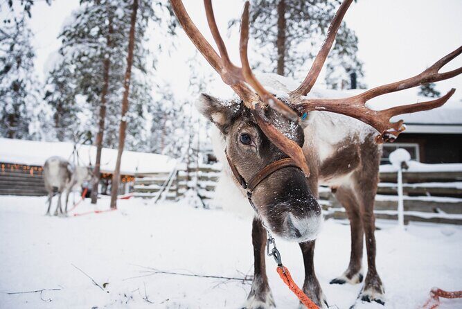 Husky and Reindeer Experience - What This 4-Hour Rovaniemi Plan Really Gives You