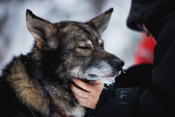 Husky and Reindeer Experience - Santa Claus Village: Browsing Time With a Santa-Photo Reality Check