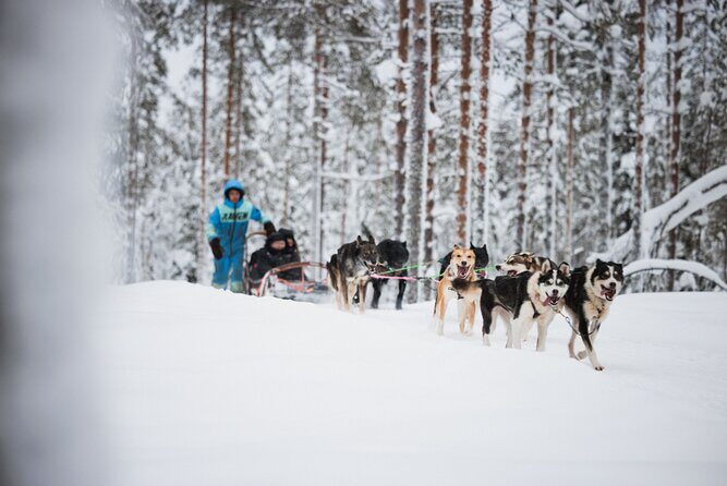 Husky and Reindeer Experience - Price and Value: Is $143 Worth It for Your Travel Style?