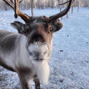 Ivalo: Snowmobile Safari, Meet and Feed Reindeers with Lunch - Small-Group Setup: Gear, Minibus Transfer, and Instructions