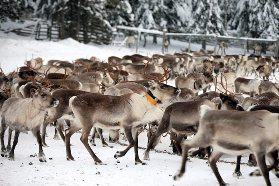 Kuusamo: Morning Feeding of Hundreds of Reindeer - Key highlights you should care about