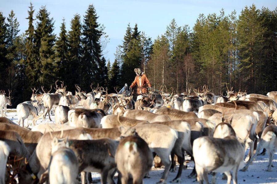 Kuusamo: Morning Feeding of Hundreds of Reindeer - Kujala Porotila Oy in Kuusamo: what this morning feeding really is