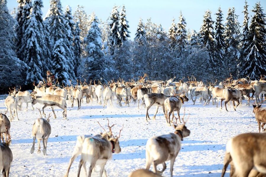 Kuusamo: Morning Feeding of Hundreds of Reindeer - Lichen feeding up close: what it’s like and why it matters
