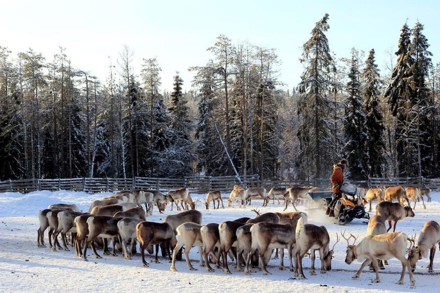 Kuusamo: Morning Feeding of Hundreds of Reindeer - Price and value: is $31 worth a one-hour reindeer breakfast?