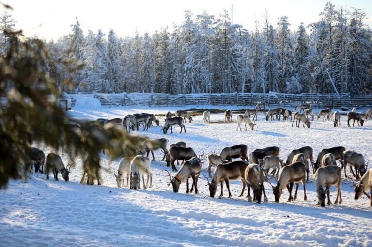 Kuusamo: Morning Feeding of Hundreds of Reindeer - The breakfast corral: how feeding hundreds of reindeer unfolds