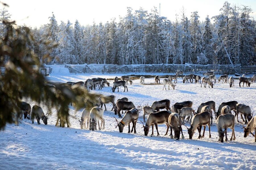 Kuusamo: Morning Feeding of Hundreds of Reindeer - The breakfast corral: how feeding hundreds of reindeer unfolds
