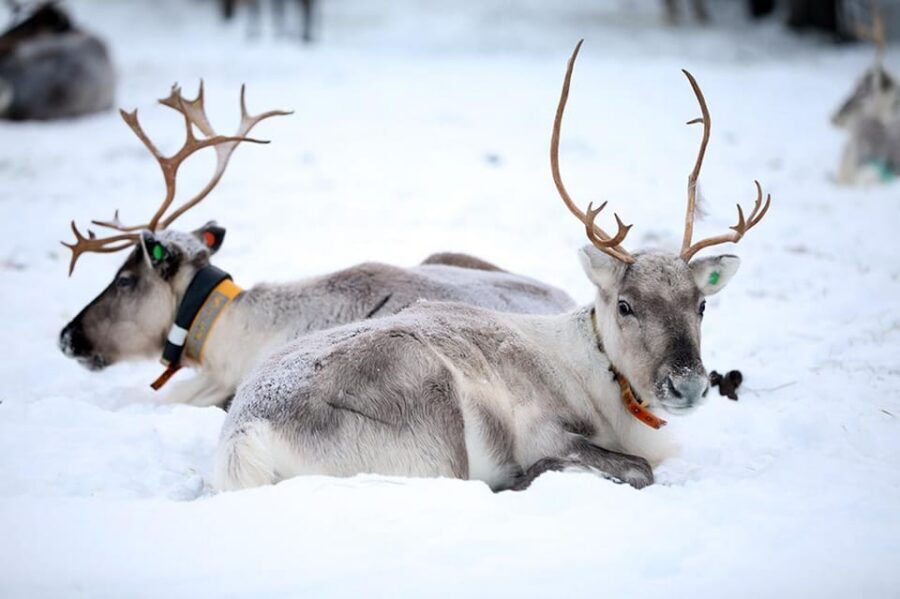 Kuusamo: Reindeer Farm Visit - Key highlights I’d mark on your plan
